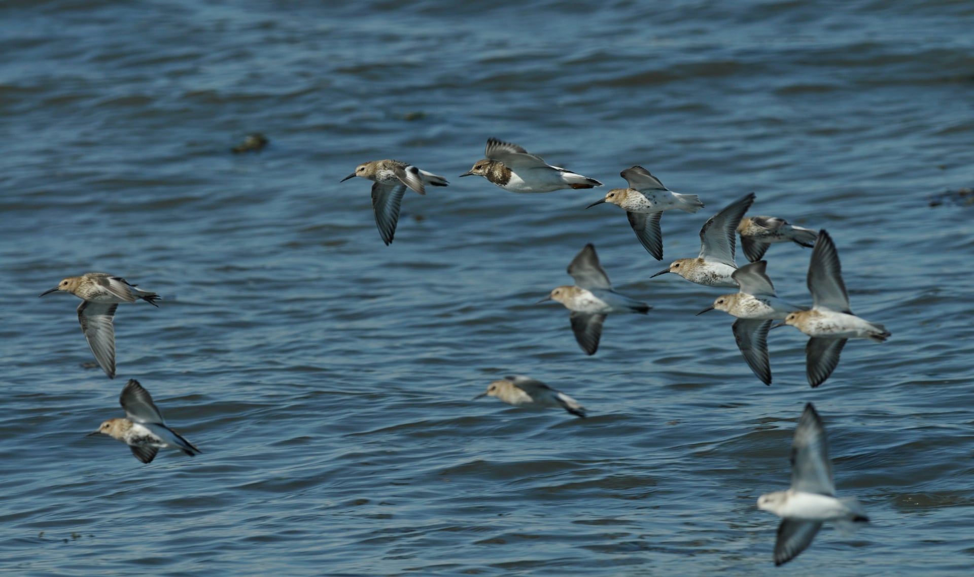 Les visiteurs d'Automne