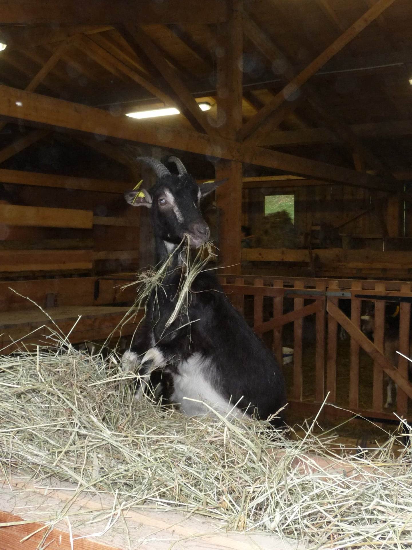 "De la ferme au fromage"
