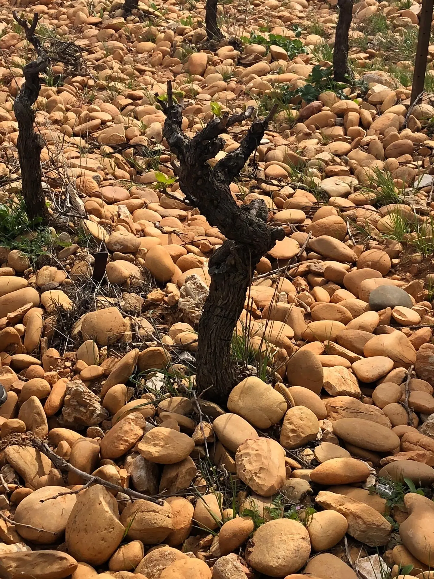 Atelier École des Vins - Dégustation géo-sensorielle des Crus des Côtes du Rhône