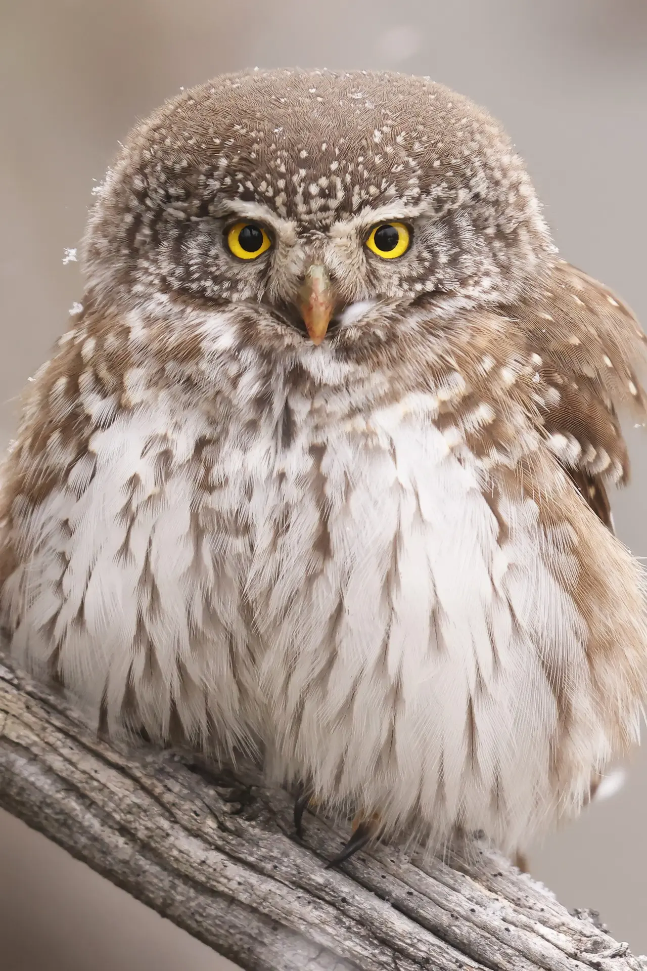 Rencontre avec le photographe animalier Cédric Robion