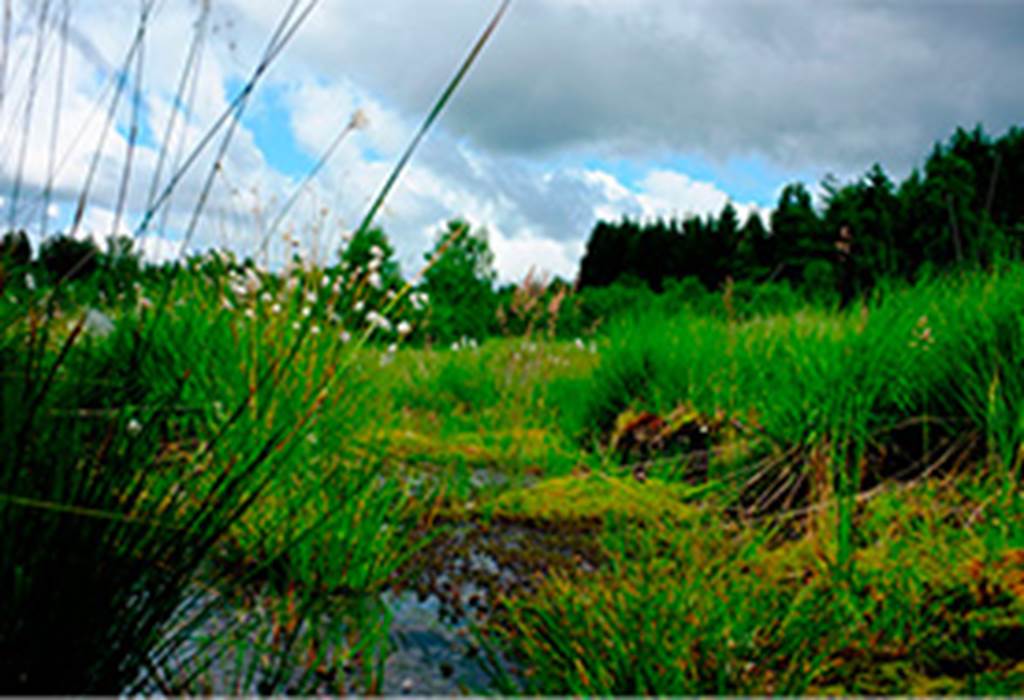 Secrets et richesses des tourbières