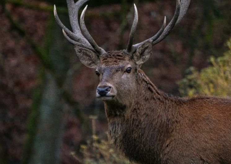 Sortie accompagnée « Brame du cerf »
