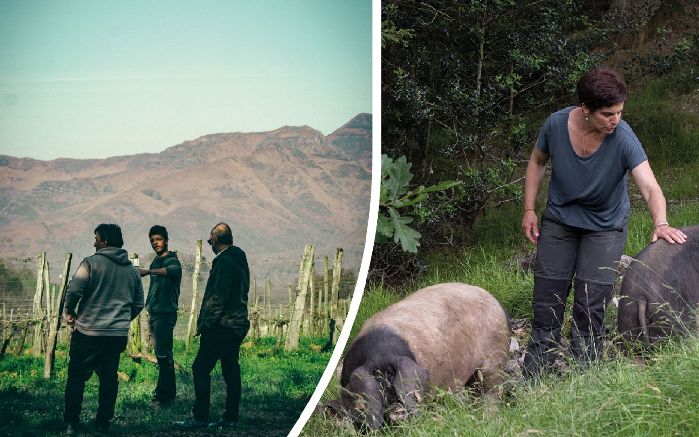 Immersion en territoir basque : Plongez au cœur du modèle coopératif basque avec Belaun et La Cave d’Irouléguy