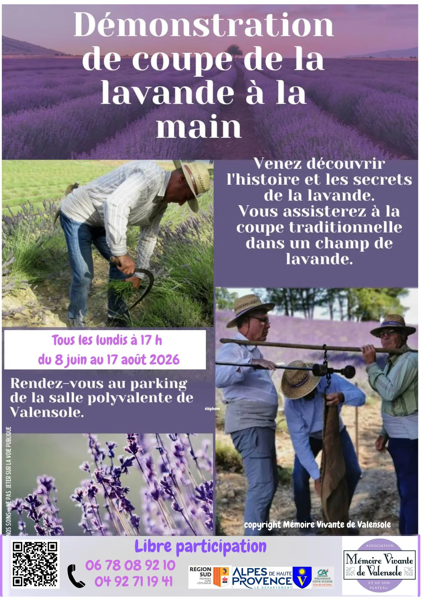 Coupe de la lavande à l'ancienne