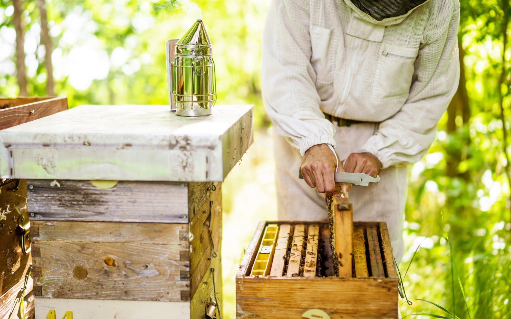 Découverte de l'apiculture et de l'abeille noire des Landes