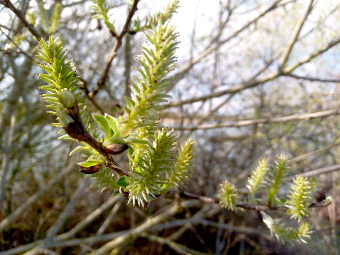 Quand les bourgeons débourrent au printemps