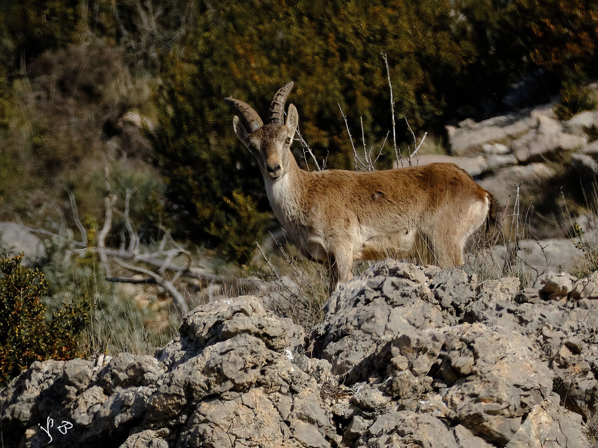 Sur les traces des bouquetins