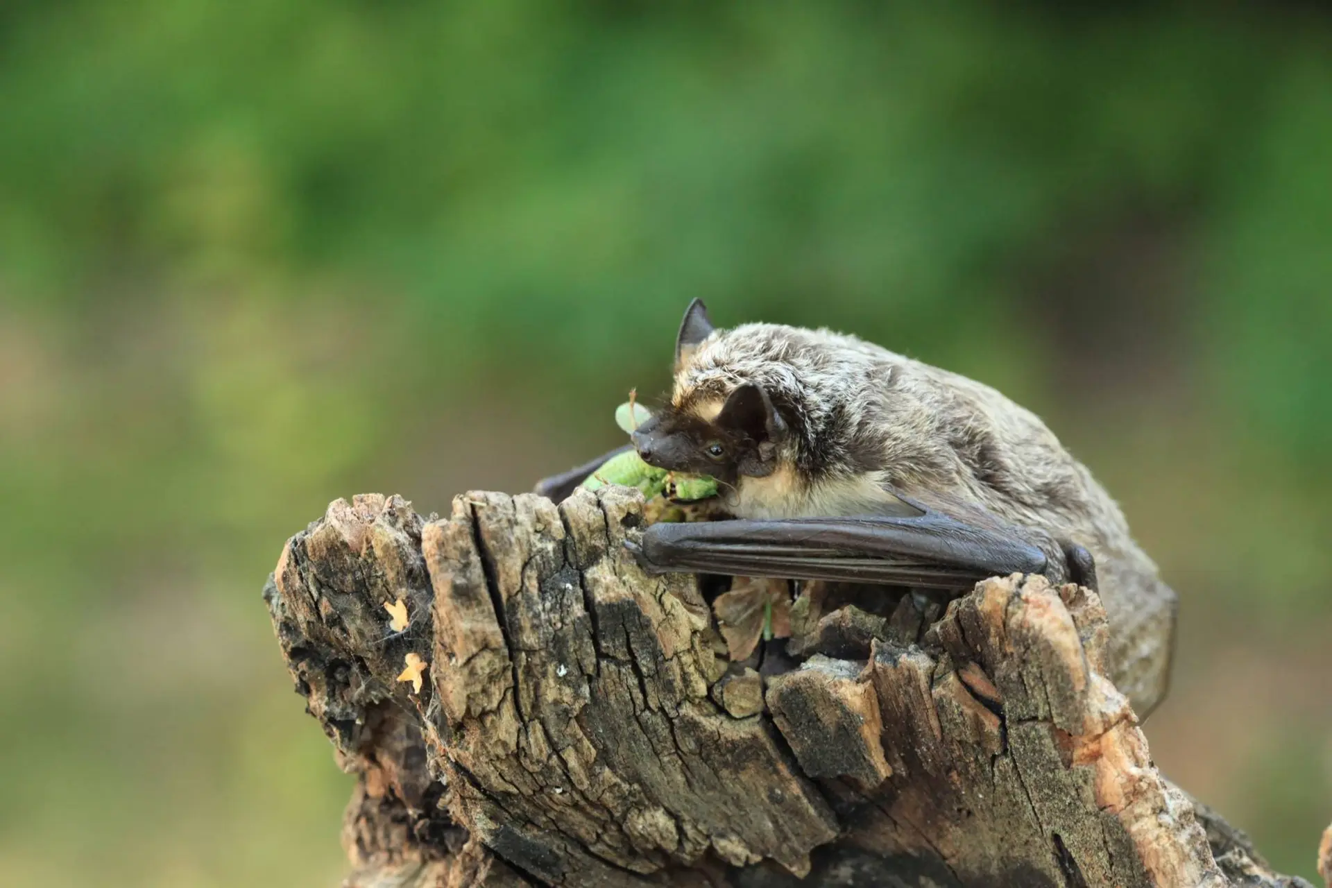 Soirée à la découverte des chauves-souris des Hautes-Alpes