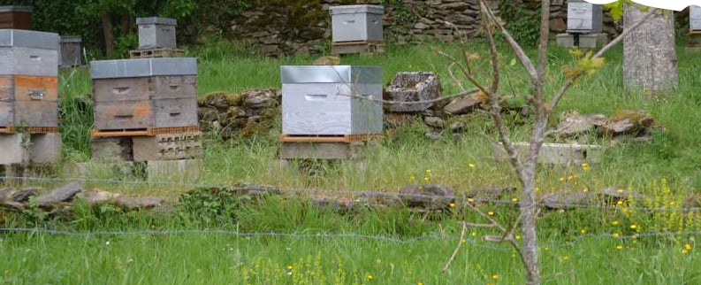 À la découverte de nos abeilles - Dimanche Nature