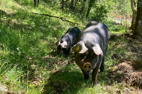 Visite truffes et porcs noirs