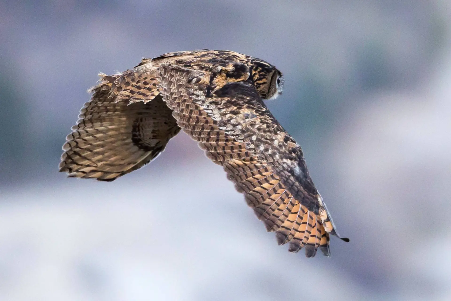 Rdv avec un garde-moniteur : les grands rapaces