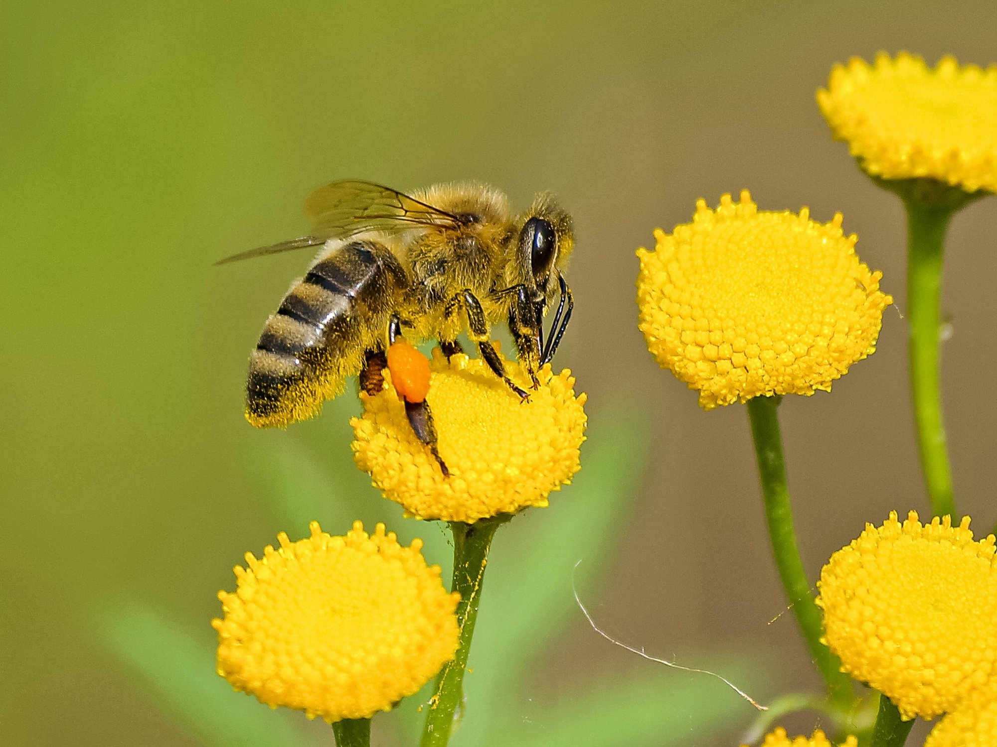 Visite gourmande " Le monde fascinant des abeilles "
