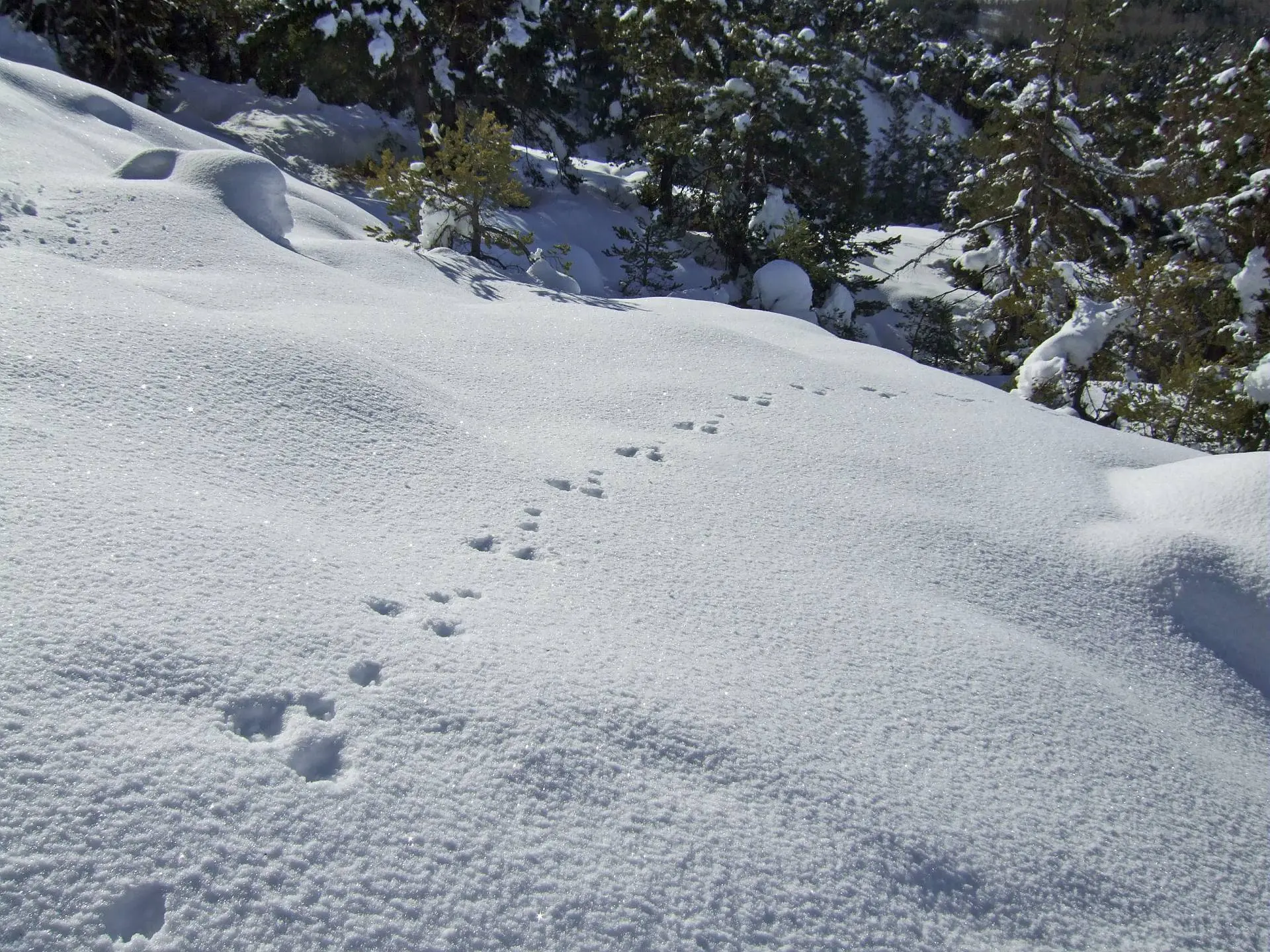 A la découverte des animaux de la montagne : les indices de présence